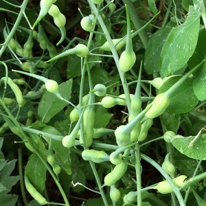 Daikon_Radish_seedpods