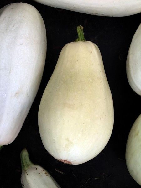 White_zucchini