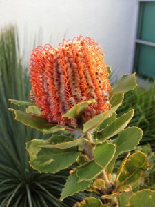 banksia_coccinea_01