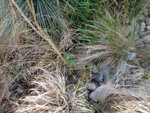 banksia_coccinea_04