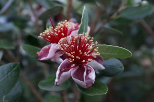 feijoa