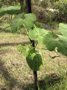 malabargourd2