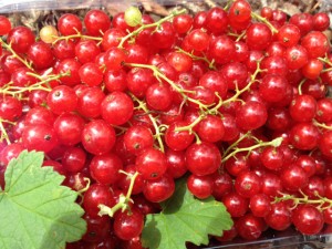 red_currants01