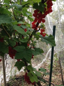 red_currants03