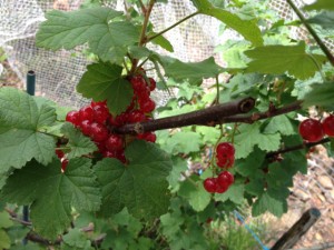 red_currants04