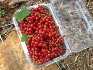 red_currants05