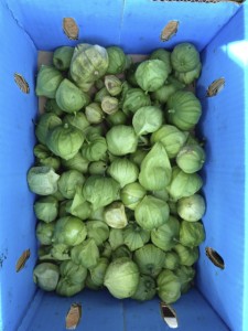 tomatillo2