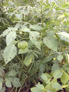 tomatillo5