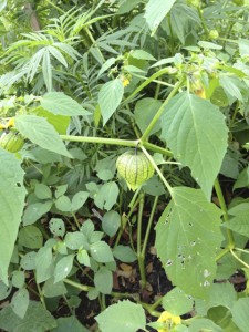 tomatillo7