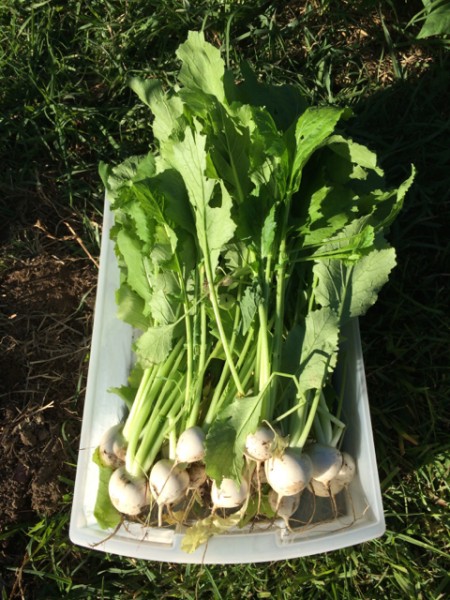 white_turnips_02